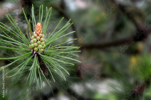 A twig of pine and a young pine cone.