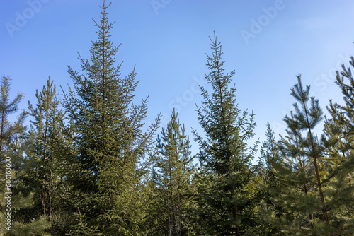 Coniferous forest of fir and pine trees close up. Blue sky as background. Wood landscape.