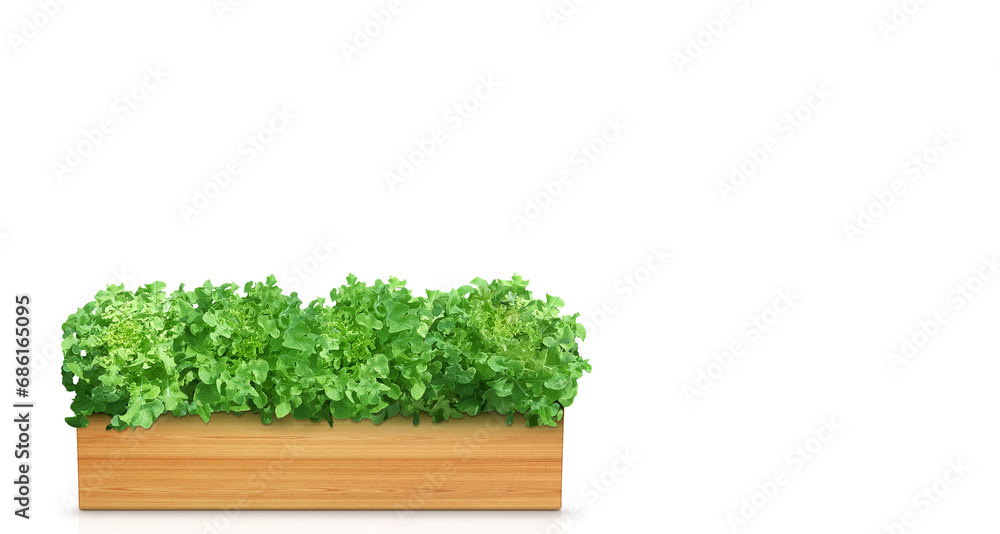 Natural lettuce in a wooden container Isolated on a white background Natural lettuce in a wooden container Isolated on a white background