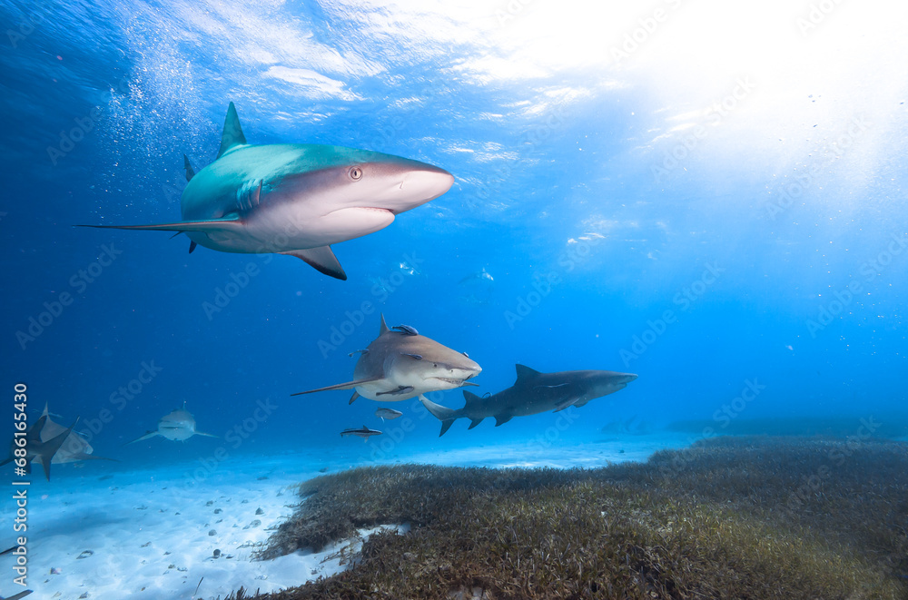 Fototapeta premium Caribbean reef shark and Lemon shark in crastal clean water.