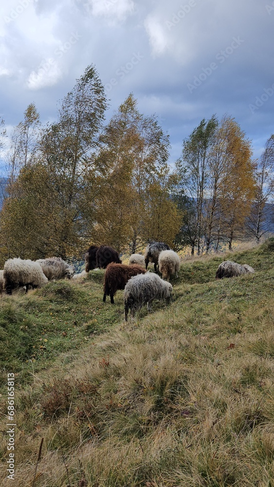 flock of sheep in the mountains flock of sheep in the mountains