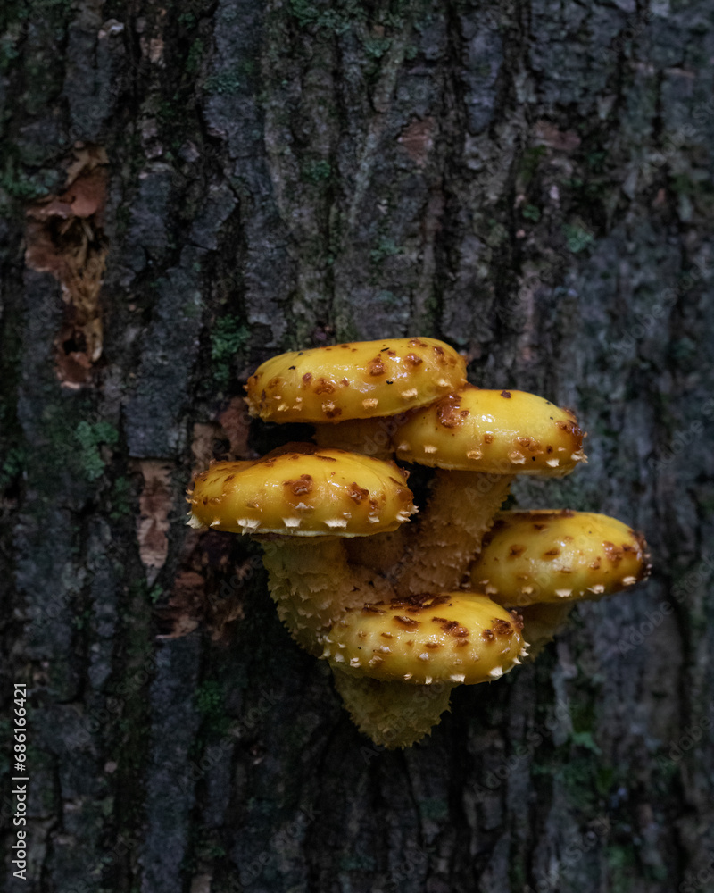 Group of five sharp-scaly pholiota mushrooms growing on tree trunk Group of five sharp-scaly pholiota mushrooms growing on tree trunk