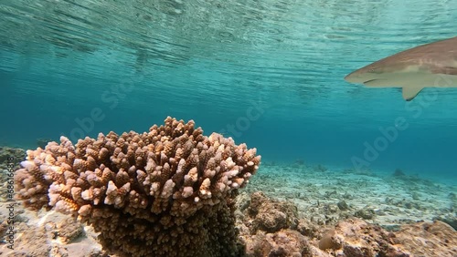 A blacktip reef shark searches for food on a coral stick near the camera photo