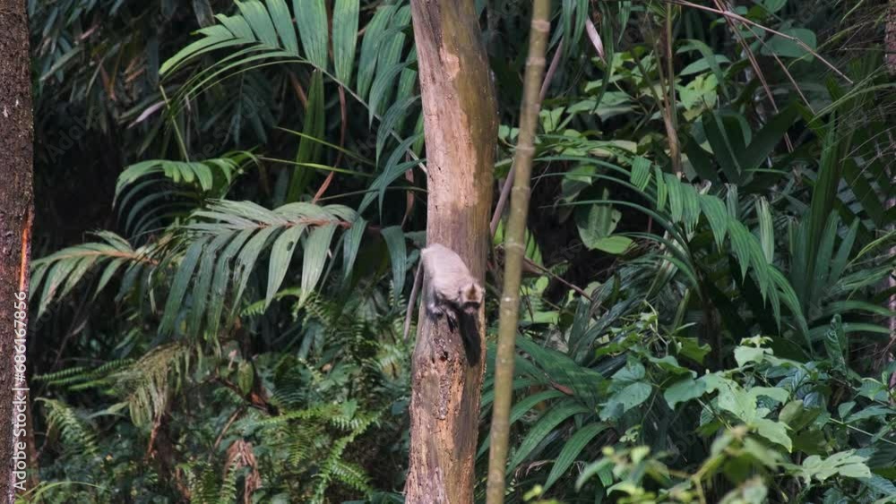 Playful Wild Monkeys Amidst the Trees Playful Wild Monkeys Amidst the Trees