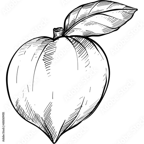 peaches handdrawn illustration