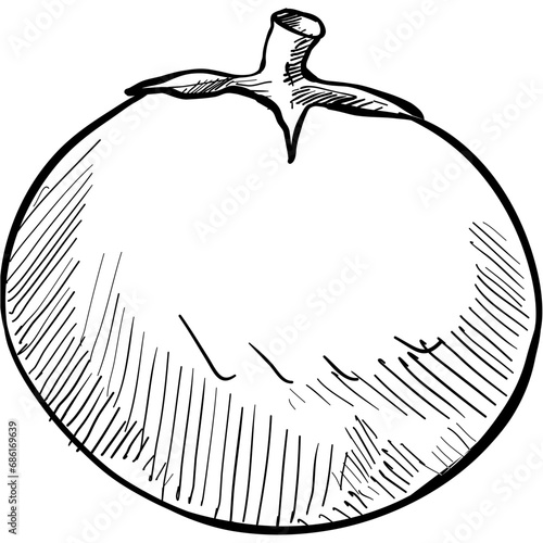 tomato handdrawn illustration