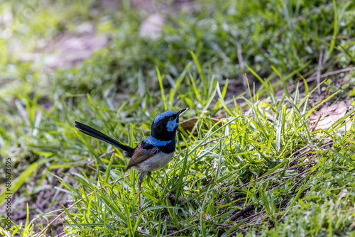 superb fairy wren in the grass, Ulladulla, Australia