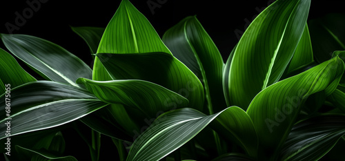 Nature leaves, green tropical forest. dark green tropical leaves.