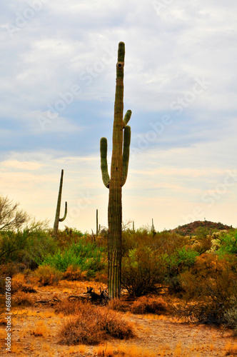 Old Saguaro Cactus Sonora desert Arizona