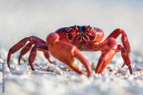 Christmas Island red crab photo