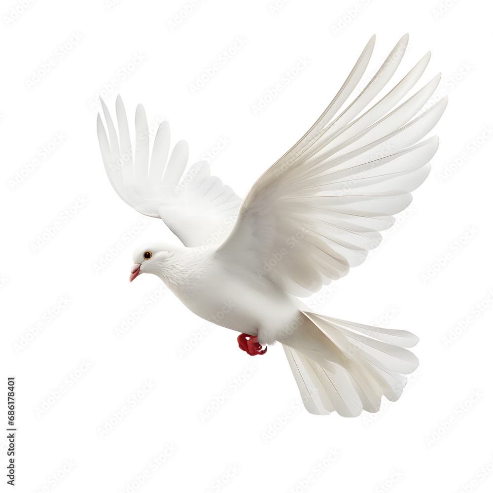 white dove flying white dove flying