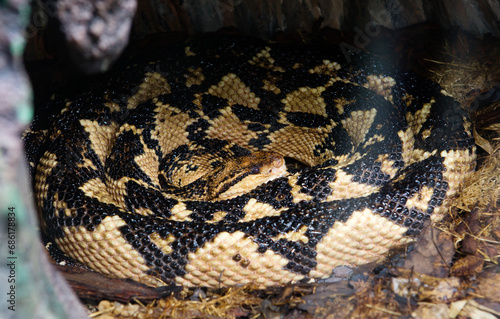 Sauth American Bushmaster snake.
 This is the largest snake from the viper family and the rattlesnake subfamily, it lives in South America. The color of the bushmaster is yellow-brown, on the back alo photo
