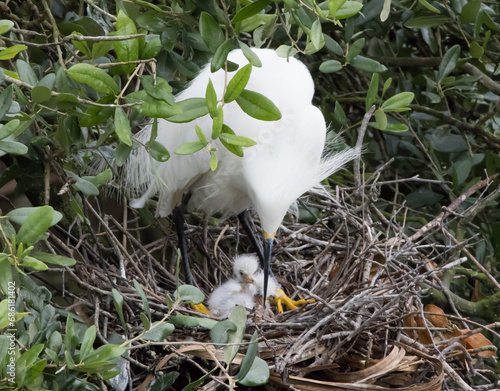 Snowy Egret on her nest with chicks