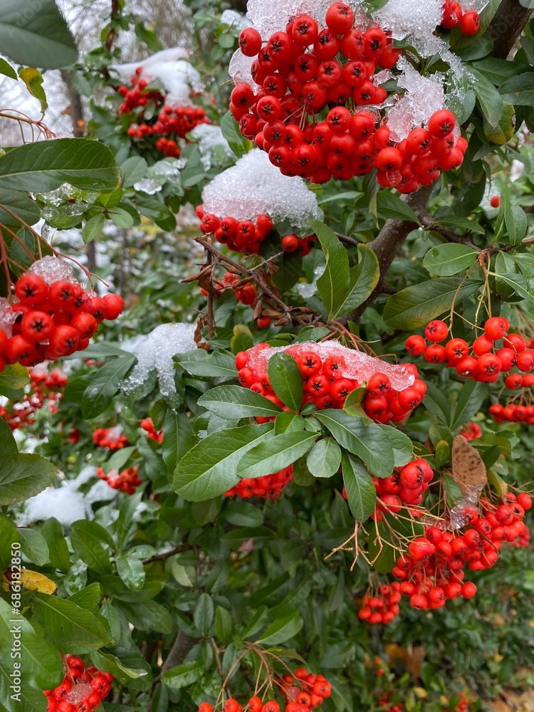 red berry in the garden, Snow lies on green leaves