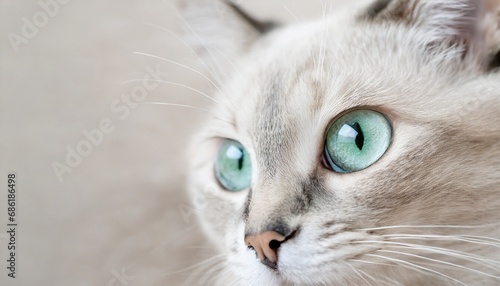 緑色の目をした美しい猫