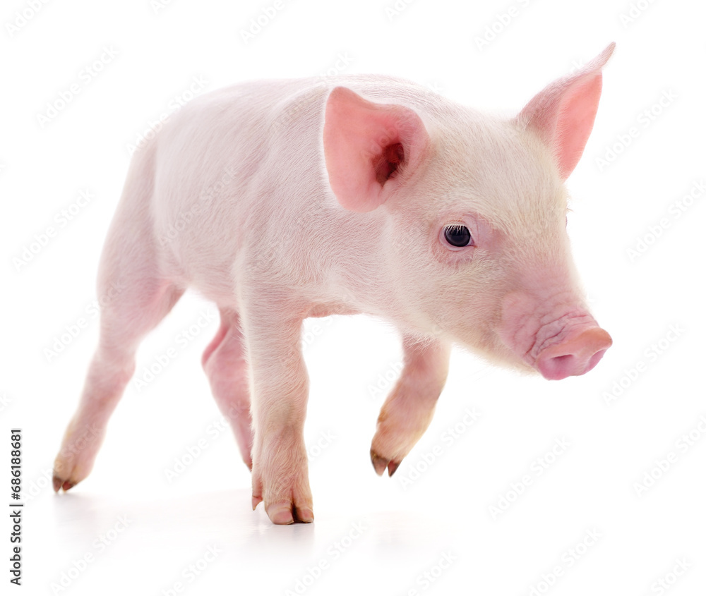 Pig on white Pig on white