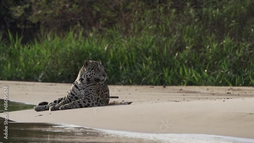 injured male Jaguar, Panthera onca, a big solitary cat native to the Americas, lying on a river bank of the Pantanl, the biggest swamp area of the world, near the Transpantaneira, Porto Jofre Brazil. photo