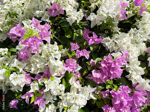 Close up Bougainvillea in the garden, white and pink flower.