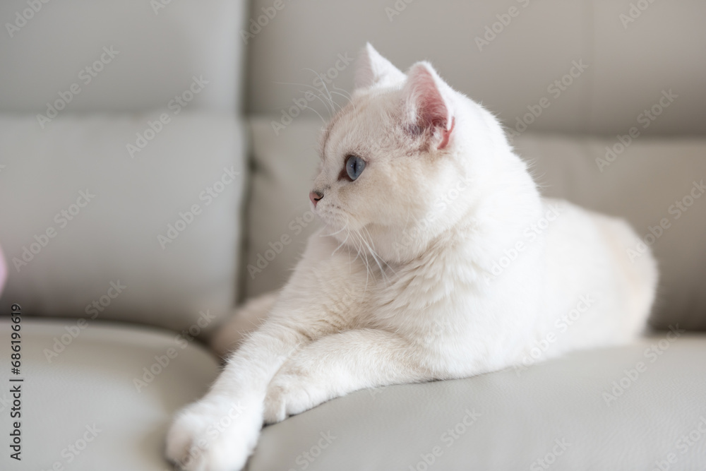 Silver tabby seal point British Shorthair sitting on sofa