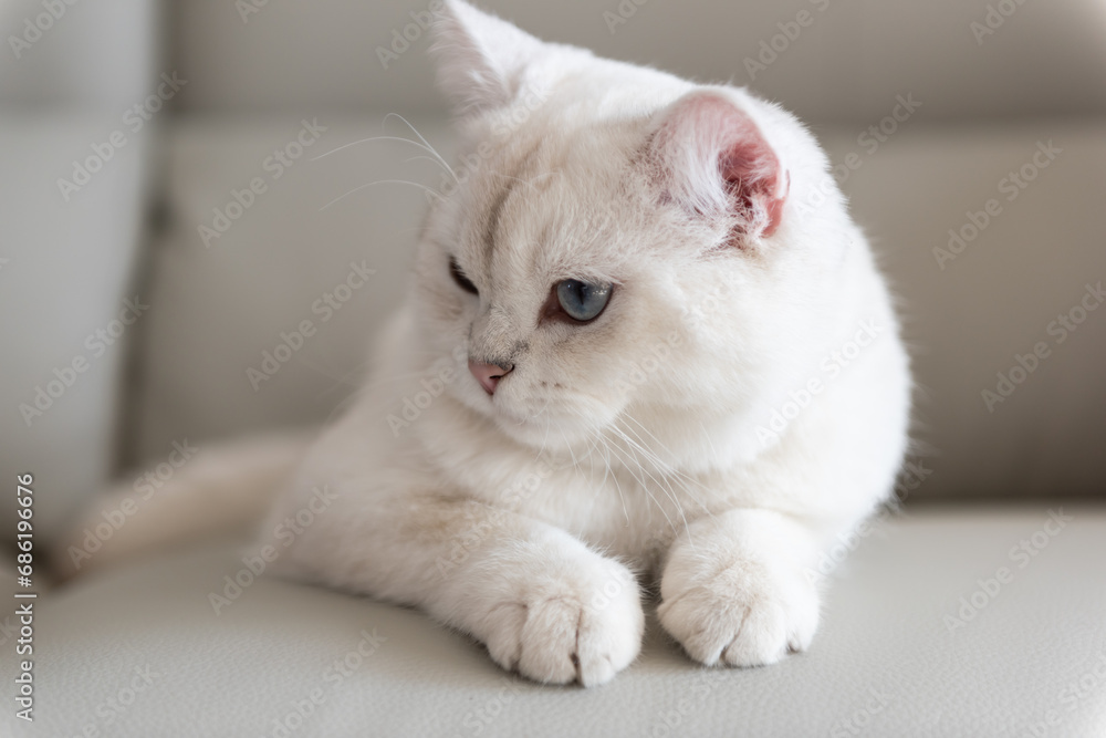 Silver tabby seal point British Shorthair sleeping