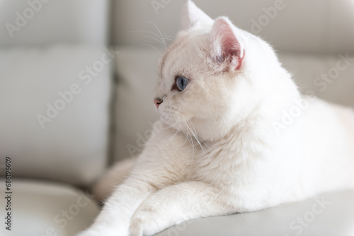 Fototapeta Naklejka Na Ścianę i Meble -  Silver tabby seal point British Shorthair sitting on sofa
