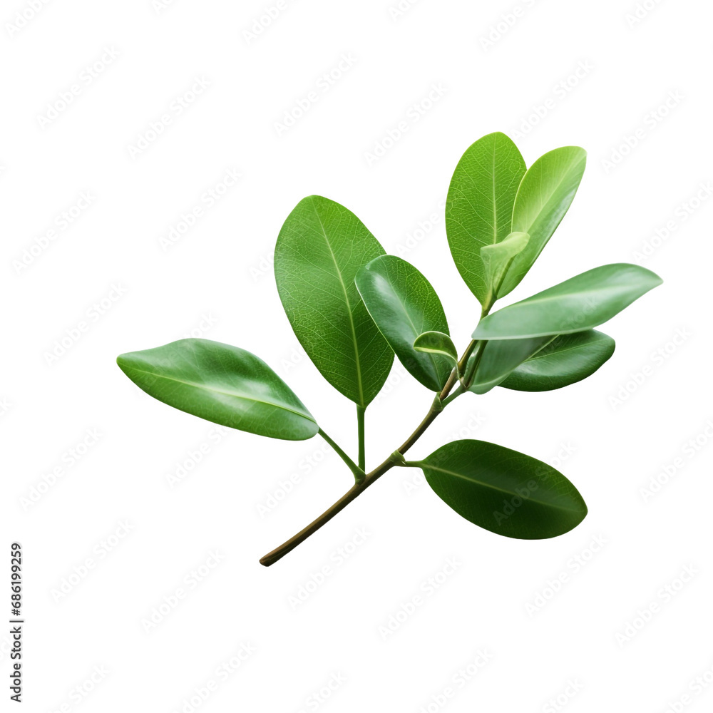 A plant with a leaf isolated on transparent background A plant with a leaf isolated on transparent background