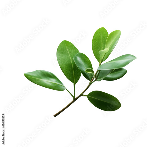 A plant with a leaf isolated on transparent background © Tohamina