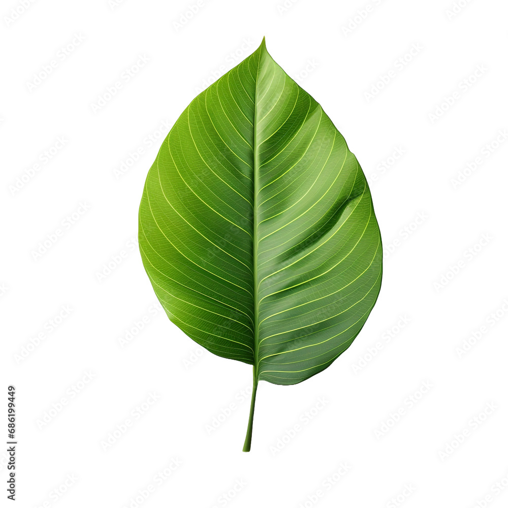 A plant with a leaf isolated on transparent background A plant with a leaf isolated on transparent background