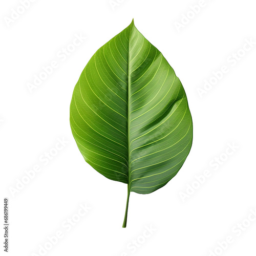 A plant with a leaf isolated on transparent background