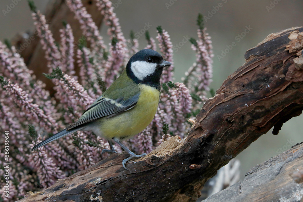 Kohlmeise (Parus major) sitzt auf Baumstamm vor Heidekraut