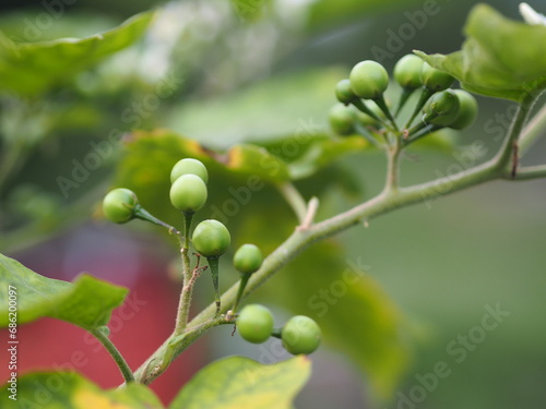 Turkey berry, Solanum torvum, Solanum torvum name green vegetable blooming in garden on nature background, raw food plant