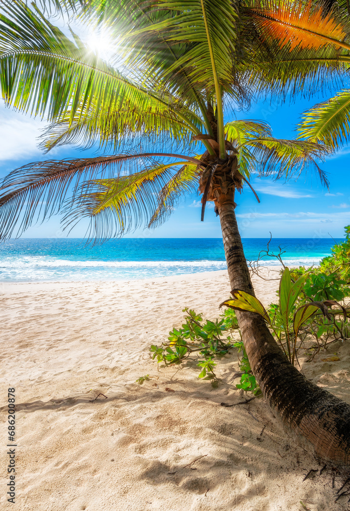 Palm trees in sunny tropical beach and turquoise sea in paradise island.