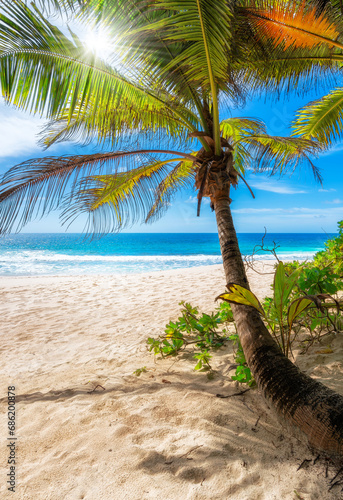 Fototapeta Naklejka Na Ścianę i Meble -  Palm trees in sunny tropical beach and turquoise sea in paradise island.