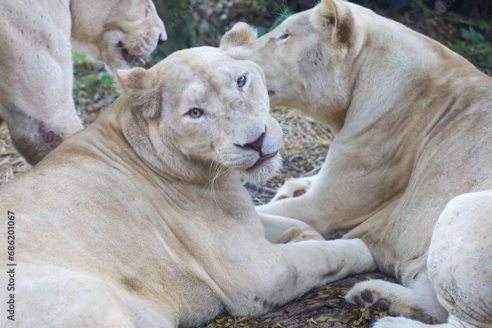 Obraz premium The female fat lion is rest after eat