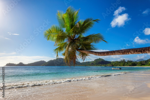 Coconut palm tree over sandy beach in tropical island in Seychelles.