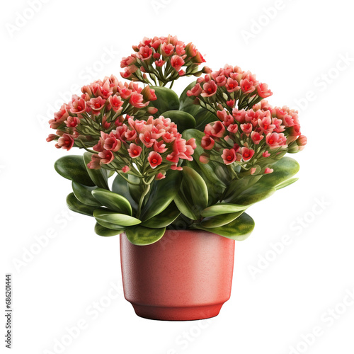 Wallpaper Mural A potted kalanchoe lariniata is a lovely decorative plant in the house yard isolated on transparent background Torontodigital.ca