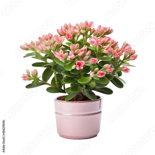 Wallpaper Mural A potted kalanchoe lariniata is a lovely decorative plant in the house yard isolated on transparent background Torontodigital.ca