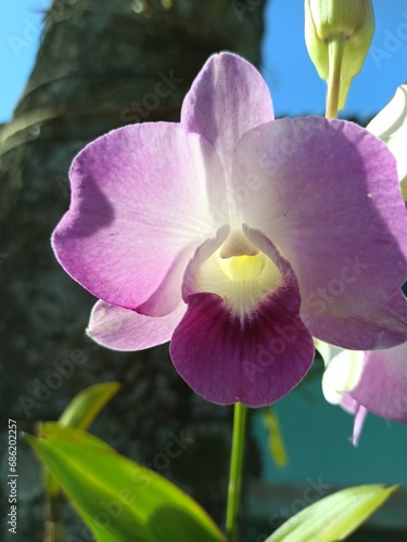 purple orchid in the garden  orqu  dea roxa no jardim 