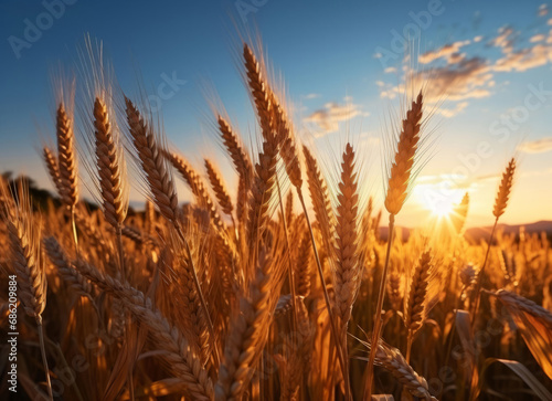 Closeup, farm and wheat field in sunset with background, mockup space and sunshine. Agriculture, outdoor and summer in countryside, grain and growth with sustainability, development and landscape