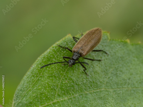 Brown hairy beetle with whiskers on green foliage macro
