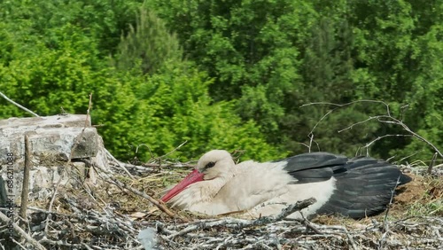 a stork hatches its chicks in nest 