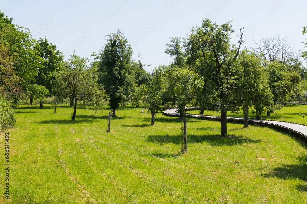 landscape with trees