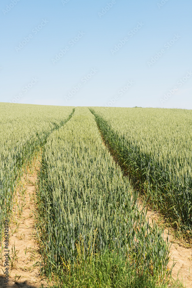 field in the country