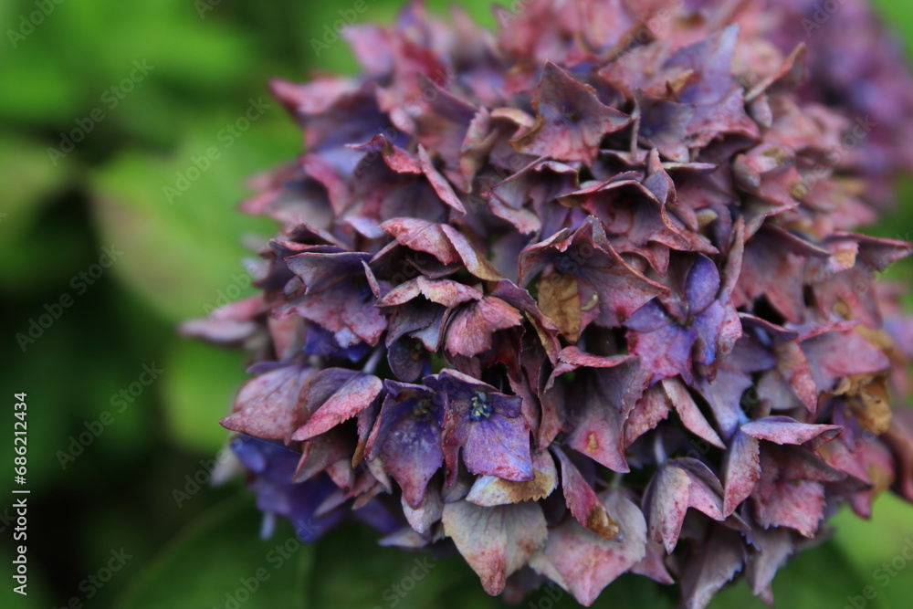 枯れた紫陽花 枯れた紫陽花