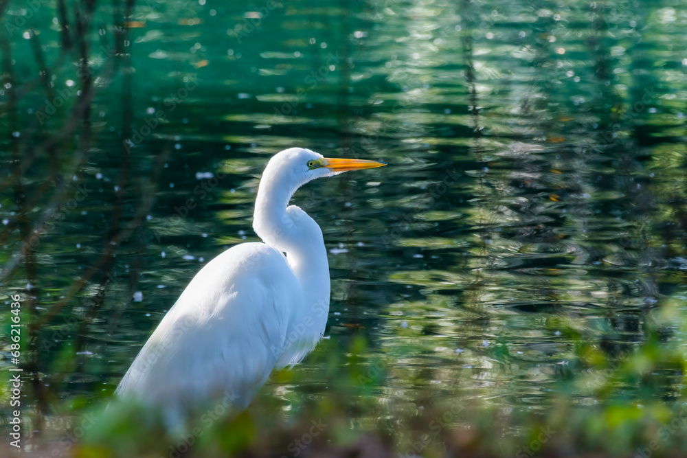 Naklejka premium A Great Egret Stands on the Banks of the Lagoon at Audubon Park in New Orleans, Louisiana, USA
