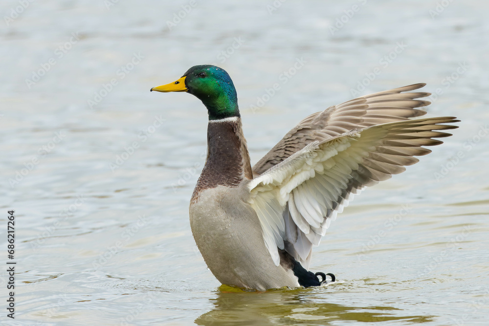 Obraz premium 強く羽ばたく雄のマガモ