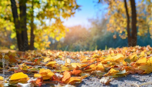 a carpet of beautiful yellow and orange fallen leaves against a blurred natural park and blue sky on a bright sunny day natural autumn landscape