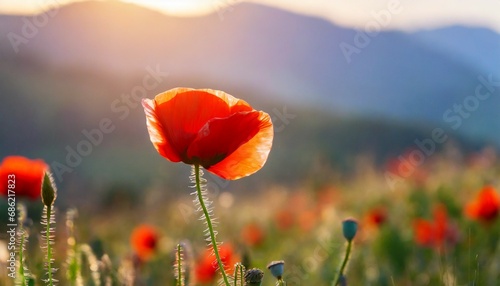 open bud of red poppy flower in the field wonderful sunny afternoon weather of mountainous countryside blurred background