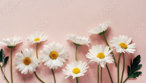 minimal styled concept white daisy chamomile flowers on pale pink background creative lifestyle summer spring concept copy space flat lay top view