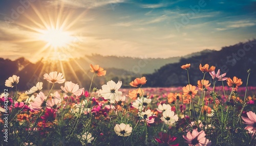 vintage landscape nature background of beautiful cosmos flower field on sky with sunlight in spring vintage color tone filter effect #686218872